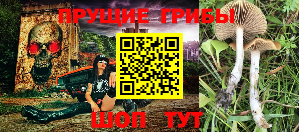 Дивногорск  Галлюциногенные грибы мицелий  Вход с VPN 